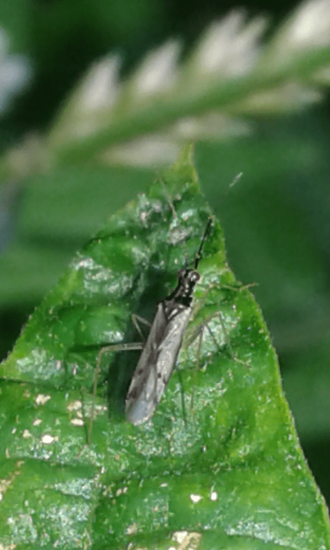 Dicyphus errans (Miridae)? ... Dicyphus cfr. errans